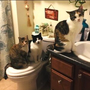 THE BREAKFAST CLUB 🐈🐈‍⬛🐈